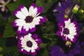 Beautiful pink and white Pericallis Ãâ hybrida, known a florist\'s cineraria or common ragwort bloomed in the garden. Royalty Free Stock Photo